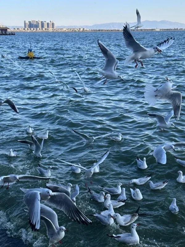 Dianchi Lake in Kunming 2 昆明滇池湖面上成群海鷗飛翔覓食,白色鳥群在藍色湖水上盤旋,遠方可見城市建築與湖岸景色。