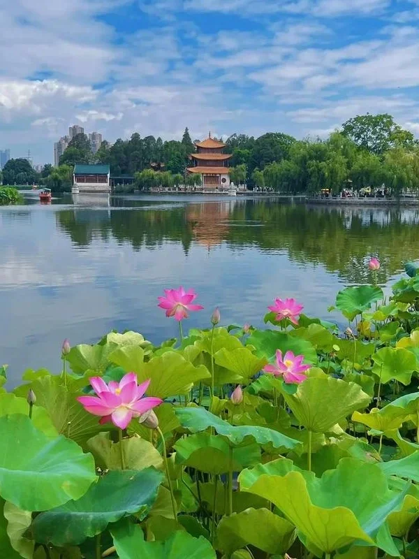 Kunming 昆明翠湖公園夏日景色,湖面平靜映照藍天白雲與古典亭閣建築,岸邊盛開粉色荷花與大片荷葉,綠樹環繞湖畔,呈現昆明城市中心優美寧靜的自然湖景與人文景觀。
