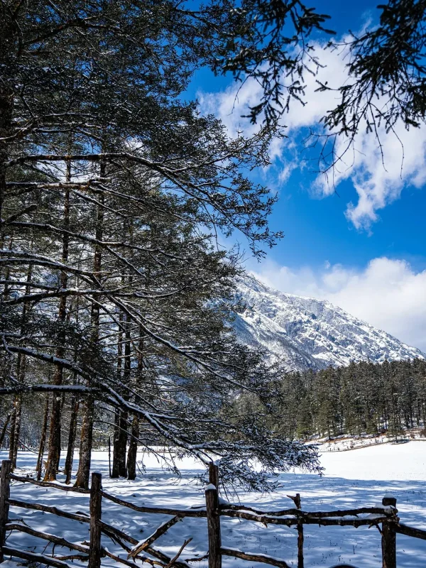 麗江冬季雪林與遠山景色。
