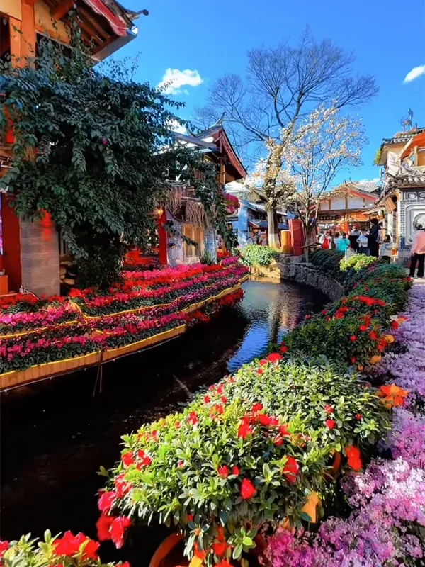 麗江古城春季景色，小橋流水與鮮花點綴的街道風光。