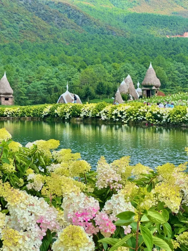 麗江夏季湖畔繡球花盛開，搭配綠色山林景觀。