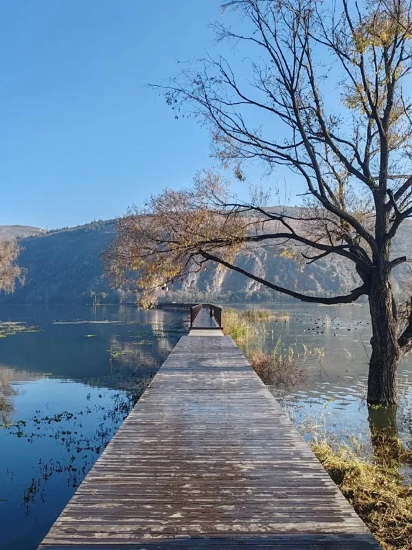 Winter Scenery of Dali 2 大理冬季景色,木棧道延伸至洱海湖面,搭配湖水與季節樹木。