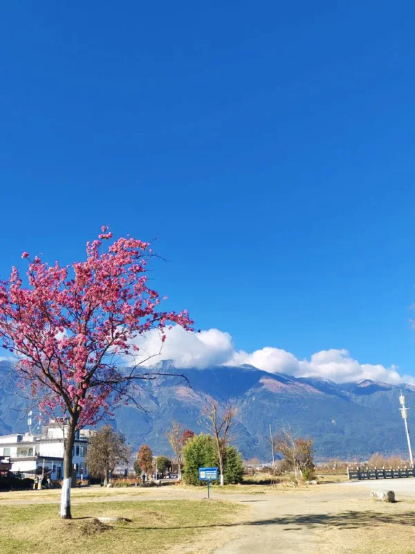 Winter Scenery of Dali 4 rljlag7ms79h5h339uyyd60uscn3pb8jry3tje6tkw 大理冬季景色,盛開櫻花、村落建築與遠方山景交織。