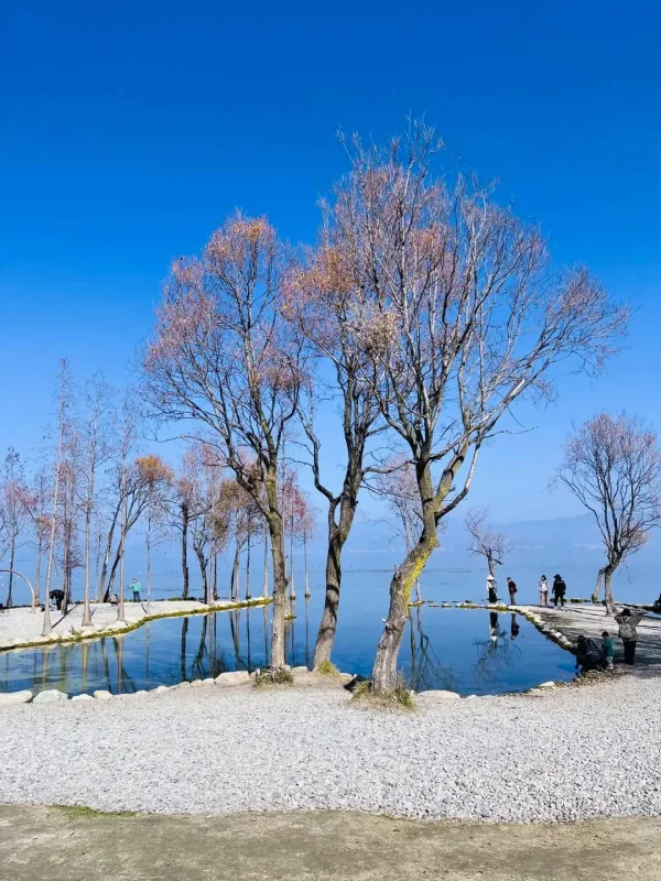 Winter Scenery of Dali 大理冬季景色,洱海湖畔的枯樹與水面倒影,在藍天映襯下呈現寧靜氛圍。