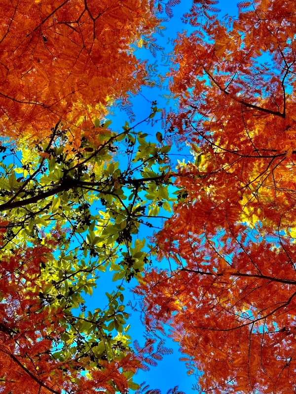 麗江秋季紅葉與藍天交織的樹冠景觀。