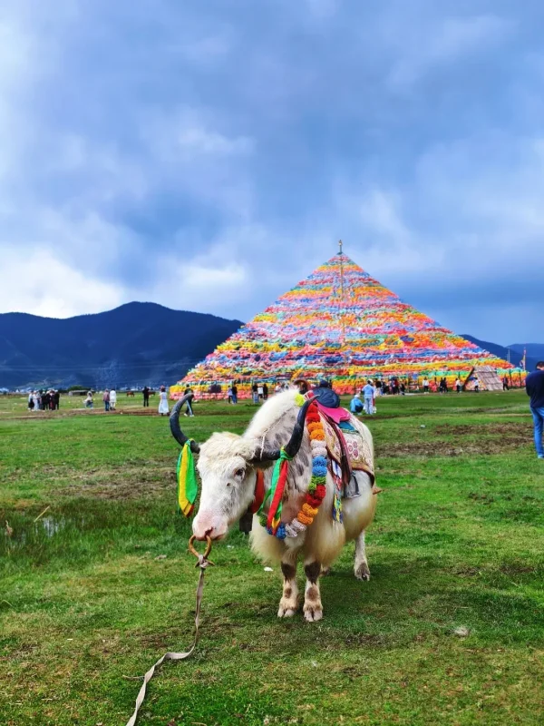 napahai yak prayer flags shangri la grassland spring rm9kihacaa9abme6mjuo6nnt957hi9zd181el09kqo 香格里拉納帕海草原牦牛與五彩經幡塔春季景觀