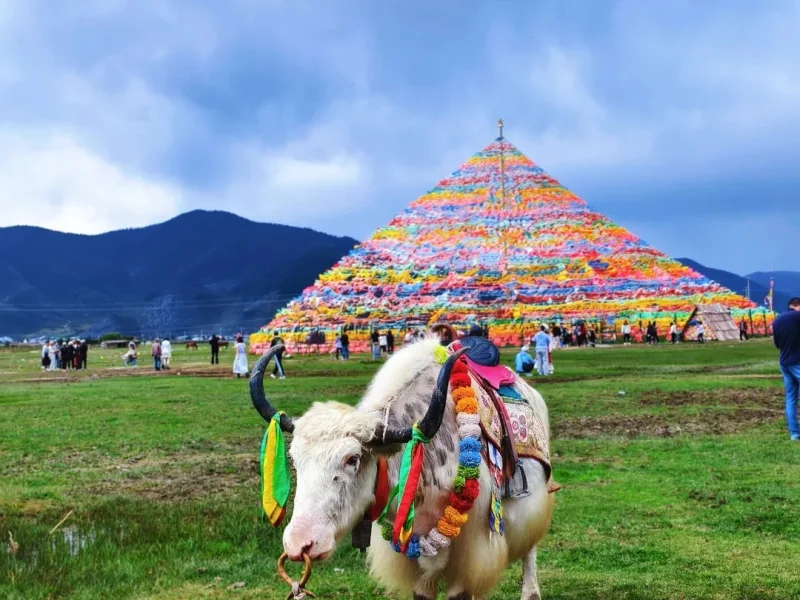 napahai yak prayer flags shangri la grassland spring 香格里拉納帕海草原牦牛與五彩經幡塔春季景觀