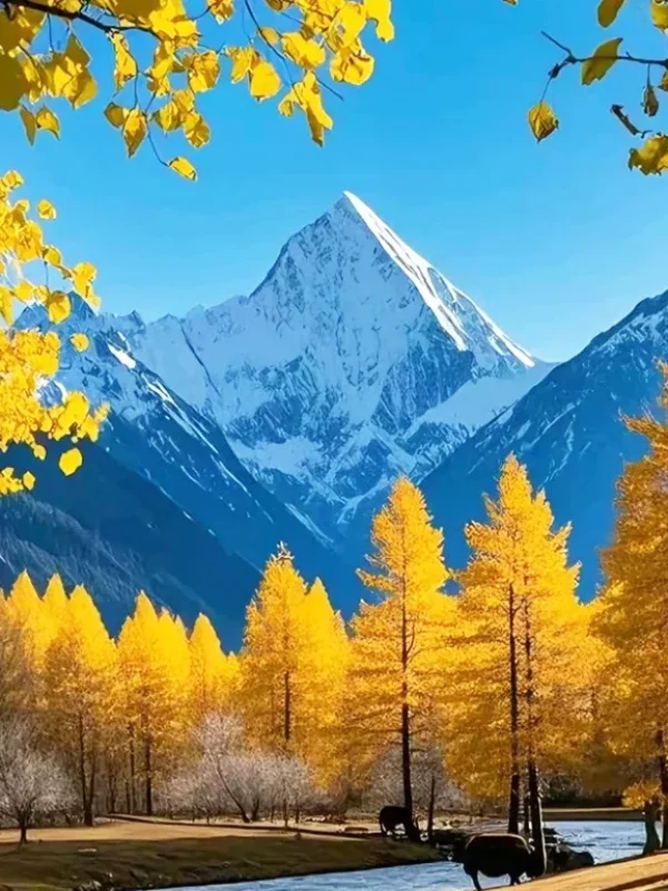 shangri la autumn forest path snow mountain scenery 香格里拉秋季金色樹林與雪山背景畫面