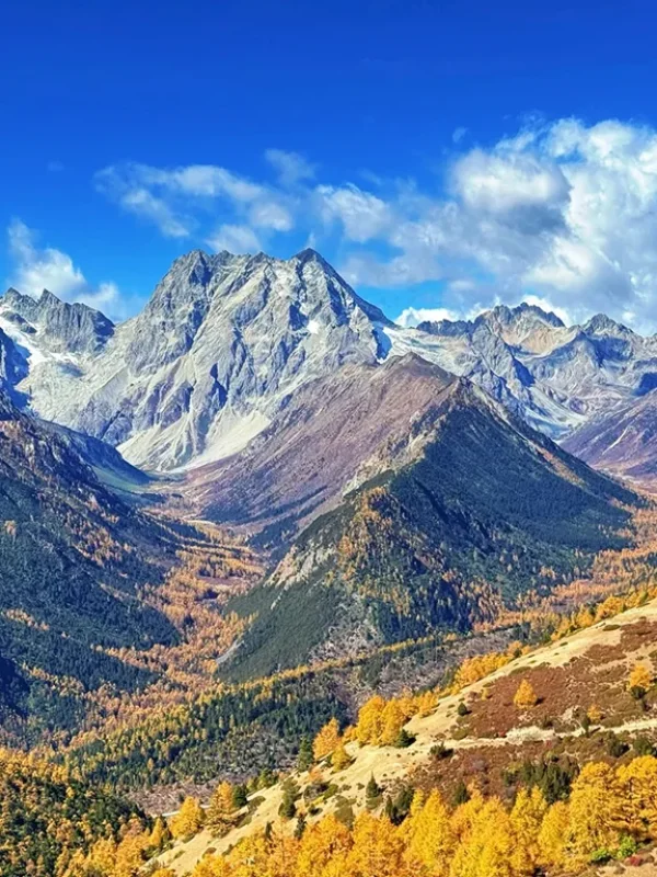 shangri la autumn mountain forest snow peak landscape 香格里拉秋季雪山與金黃色森林自然風景