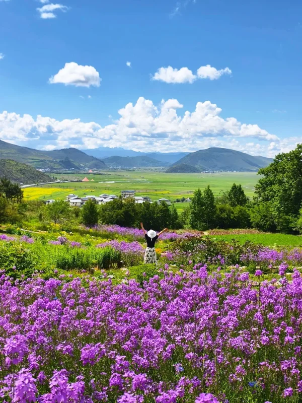 shangri la flower field grassland summer landscape yunnan rma1hz6ie7cnb65rwvh8acj5l77t1lkzrup21dlcu8 香格里拉夏季紫色花海與草原遠景風光