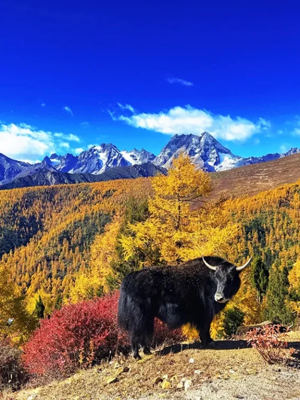 shangri la yak autumn forest grassland scenery 香格里拉秋季牦牛與金色森林草原景觀